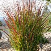 Shenandoah Switchgrass